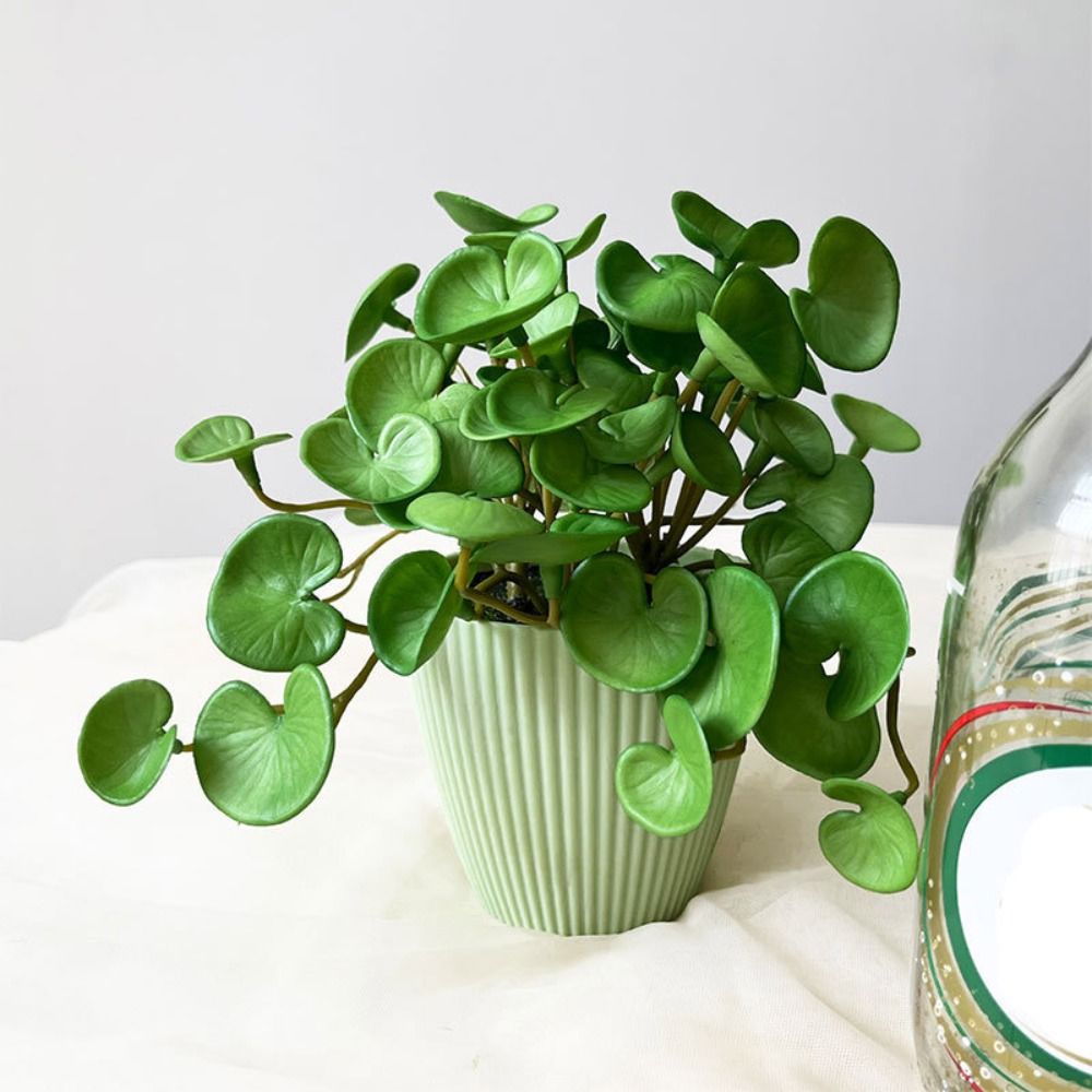 Мягкий клей, искусственное рас – обзор и цена Home Office Layout